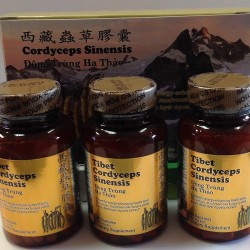 Tibet Cordyceps Sinensis