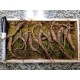 American Wild Ginseng Appalachian Mountain PANAX 100% Natural Organic Fresh Wild Ginseng Root Gift Pack (30~40 Years Old, 65 Gram) King of Saponin!