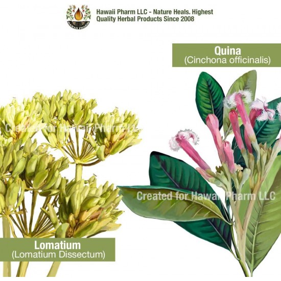 2020 Blend: Quina, Forsythia, Echinacea, Lomatium, Bupleurum Alcohol-Free Glycerite Herbal Supplement 20x4 oz