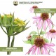2020 Blend: Quina, Forsythia, Echinacea, Lomatium, Bupleurum Alcohol-Free Glycerite Herbal Supplement 20x4 oz