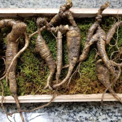 American Fresh Wild Ginseng Appalachian Mountain PANAX 100% Natural Organic Fresh Wild Ginseng Root 90g Pack (0.2 LBS, 50~60 Years Old,) King of Saponin!