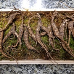 American Wild Ginseng Appalachian Mountain PANAX 100% Natural Organic Fresh Wild Ginseng Root Gift Pack (30~40 Years Old, 65 Gram) King of Saponin!